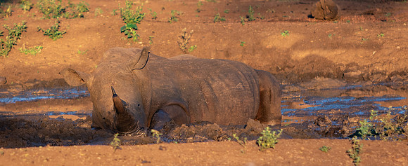 Safari Day 1-8589