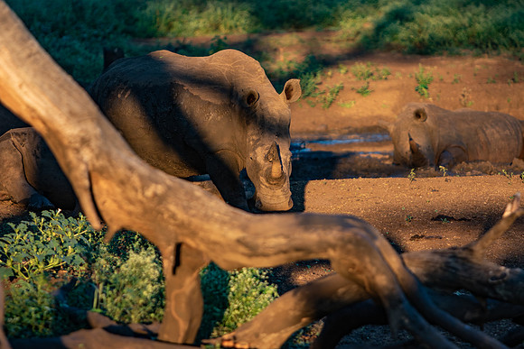 Safari Day 1-8591