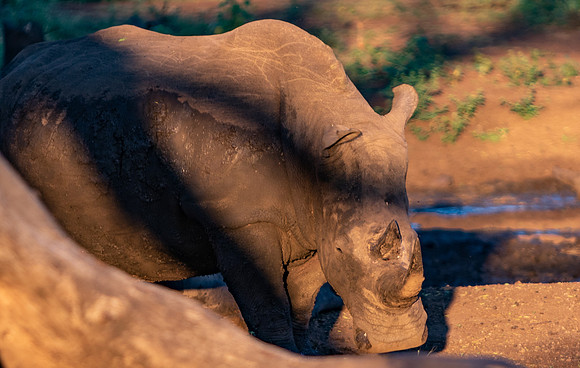 Safari Day 1-8592