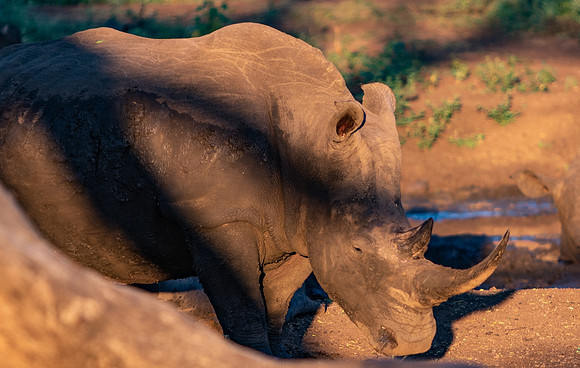 Safari Day 1-8593