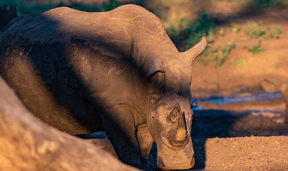 Safari Day 1-8594
