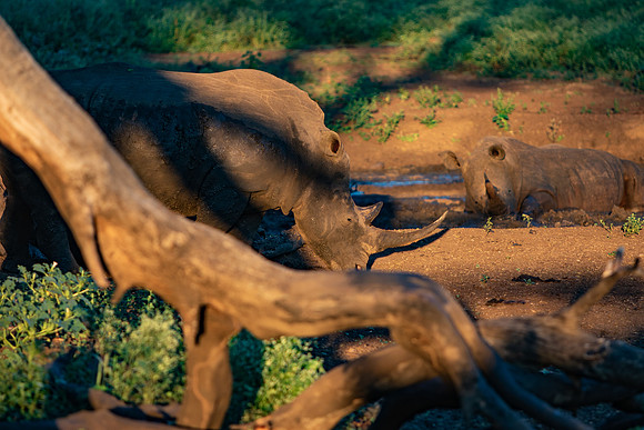 Safari Day 1-8596