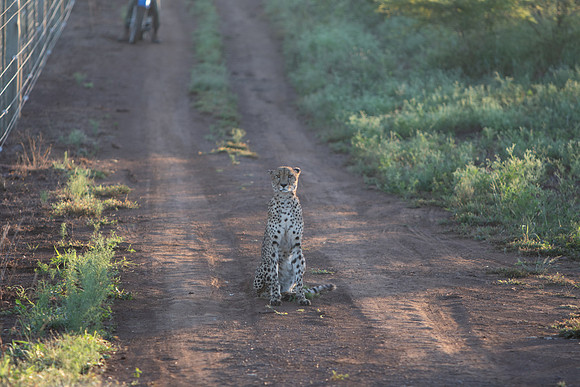Safari Day 1-8601