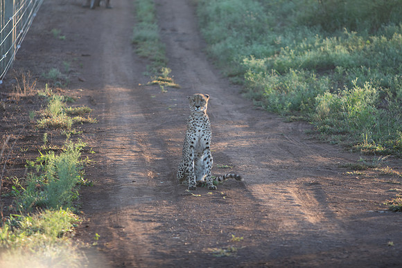 Safari Day 1-8602