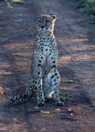 Safari Day 1-8606