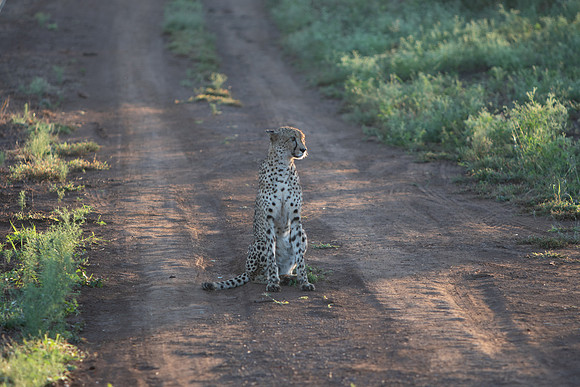 Safari Day 1-8607