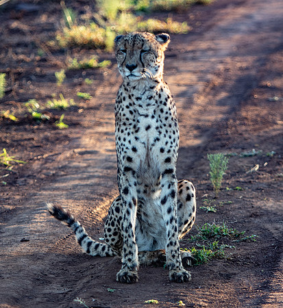 Safari Day 1-8610