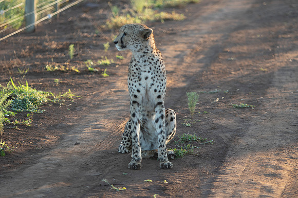 Safari Day 1-8611