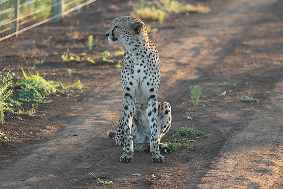 Safari Day 1-8612