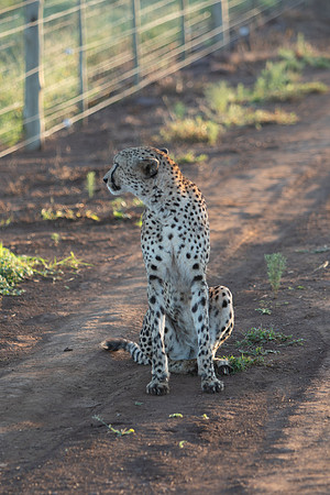 Safari Day 1-8613