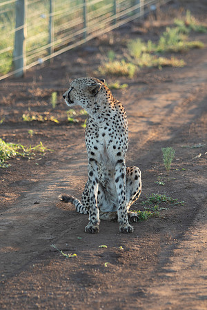 Safari Day 1-8614