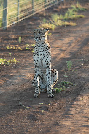 Safari Day 1-8616