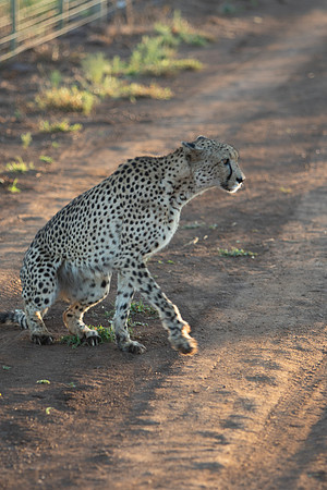 Safari Day 1-8617