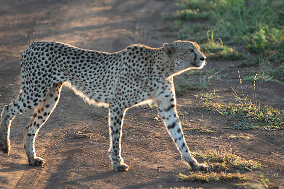 Safari Day 1-8619