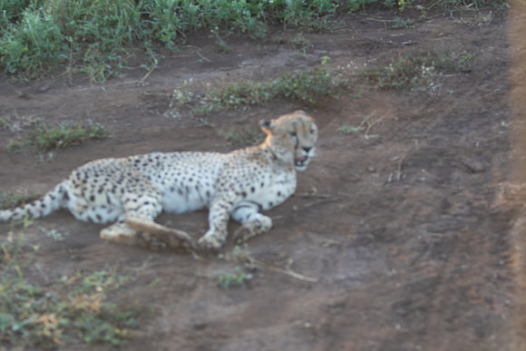 Safari Day 1-8631