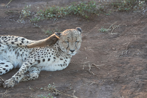 Safari Day 1-8633