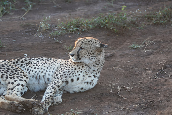 Safari Day 1-8634