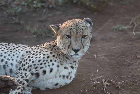 Safari Day 1-8635