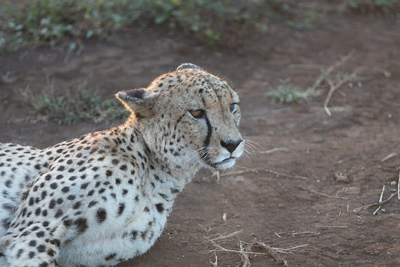 Safari Day 1-8636
