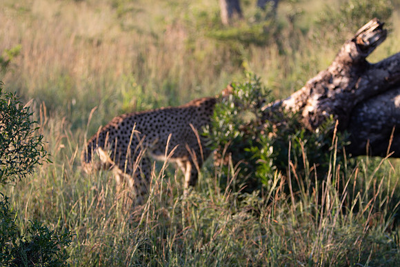 Safari Day 1-8637
