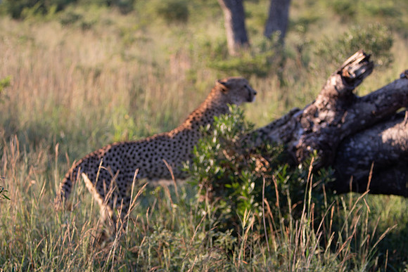 Safari Day 1-8638