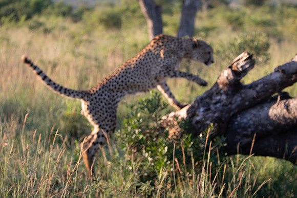 Safari Day 1-8643