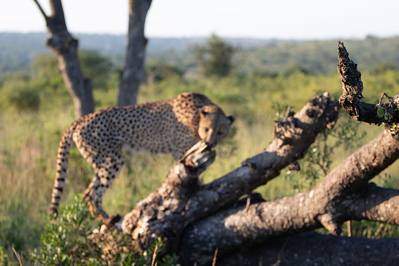 Safari Day 1-8644