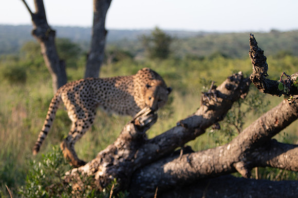 Safari Day 1-8645