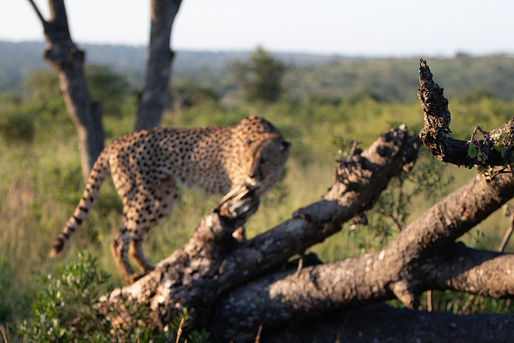 Safari Day 1-8647