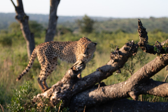 Safari Day 1-8648
