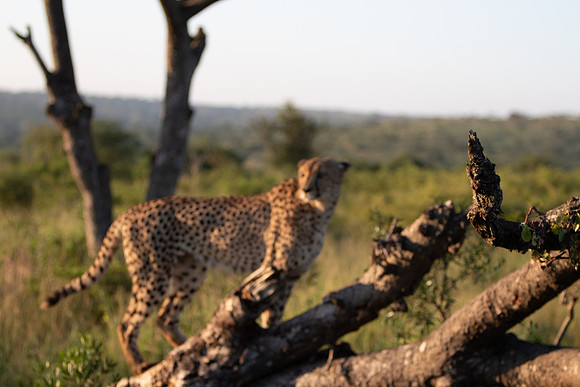 Safari Day 1-8651