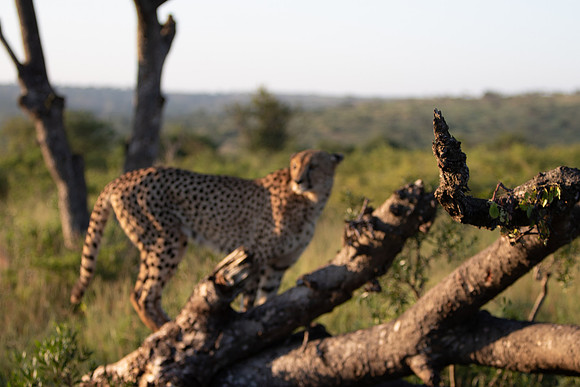 Safari Day 1-8654