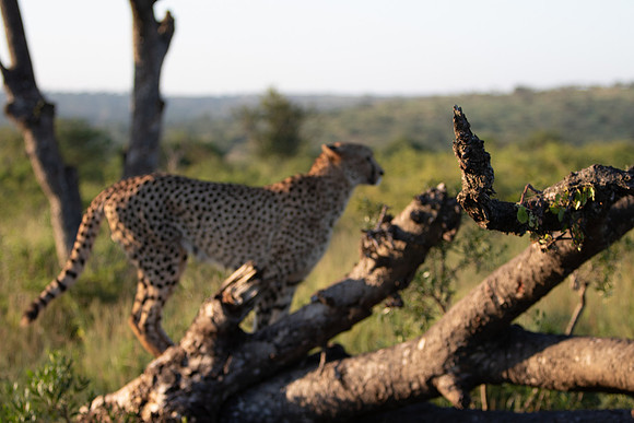 Safari Day 1-8655