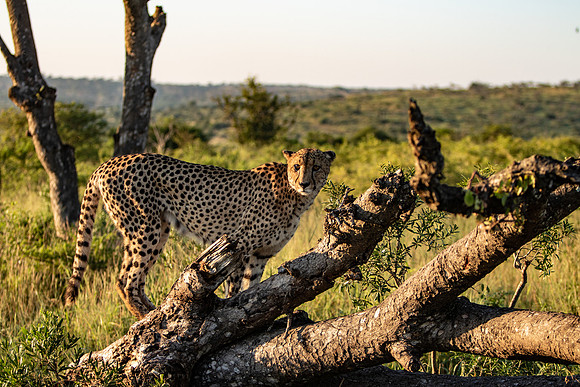 Safari Day 1-8656