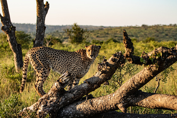 Safari Day 1-8657