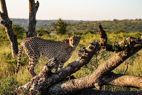 Safari Day 1-8658