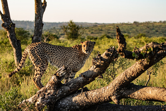 Safari Day 1-8659