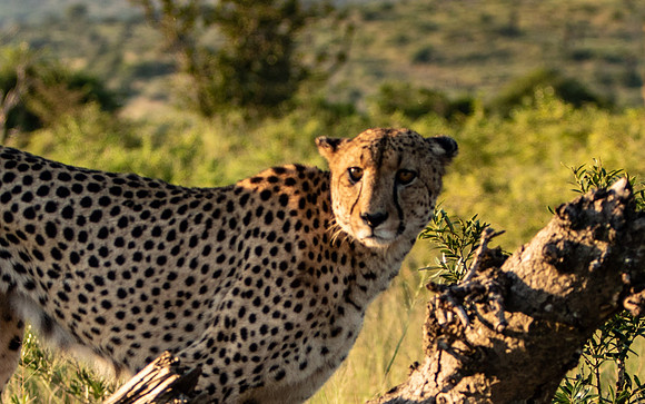 Safari Day 1-8660