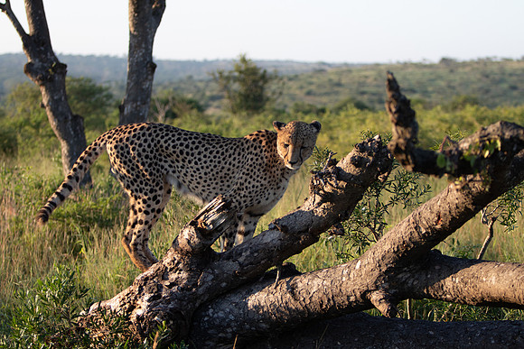 Safari Day 1-8662