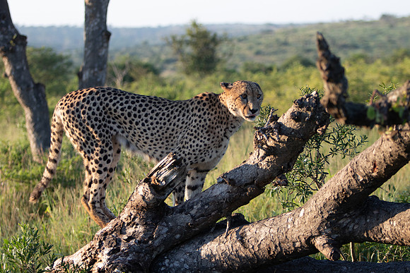 Safari Day 1-8663