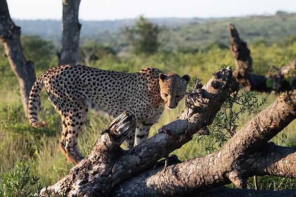 Safari Day 1-8664