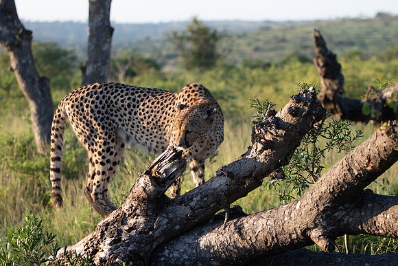 Safari Day 1-8665