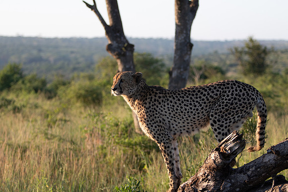 Safari Day 1-8666