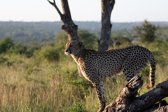 Safari Day 1-8667