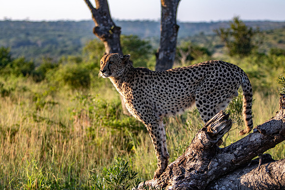 Safari Day 1-8668