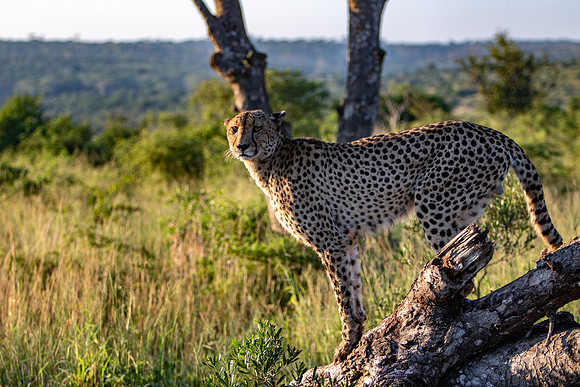 Safari Day 1-8669