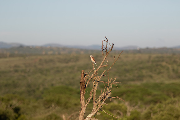 Safari Day 1-8677