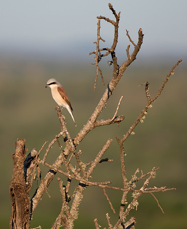 Safari Day 1-8683