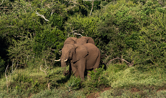 Safari Day 1-8696