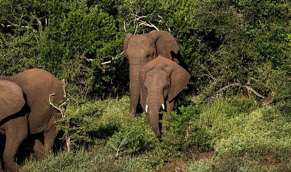Safari Day 1-8702